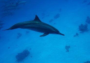 Dom delfinów