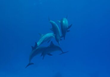 Dom delfinów